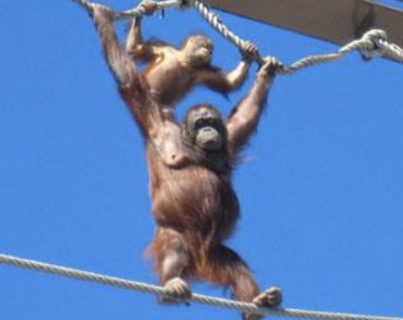 旭山動物園　オランウータン