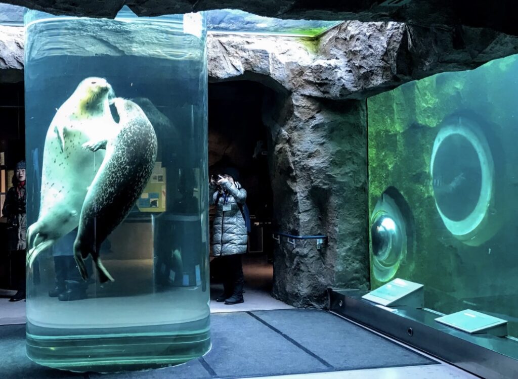 旭山動物園　アザラシ